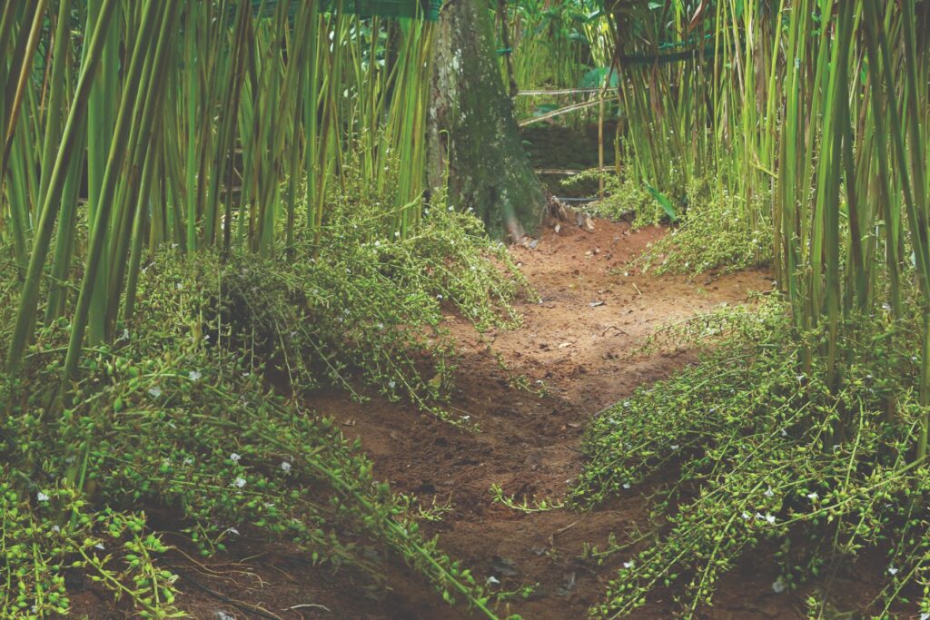 cardamom-plant background